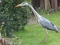 2014-0331-1025_Heron_12.5C